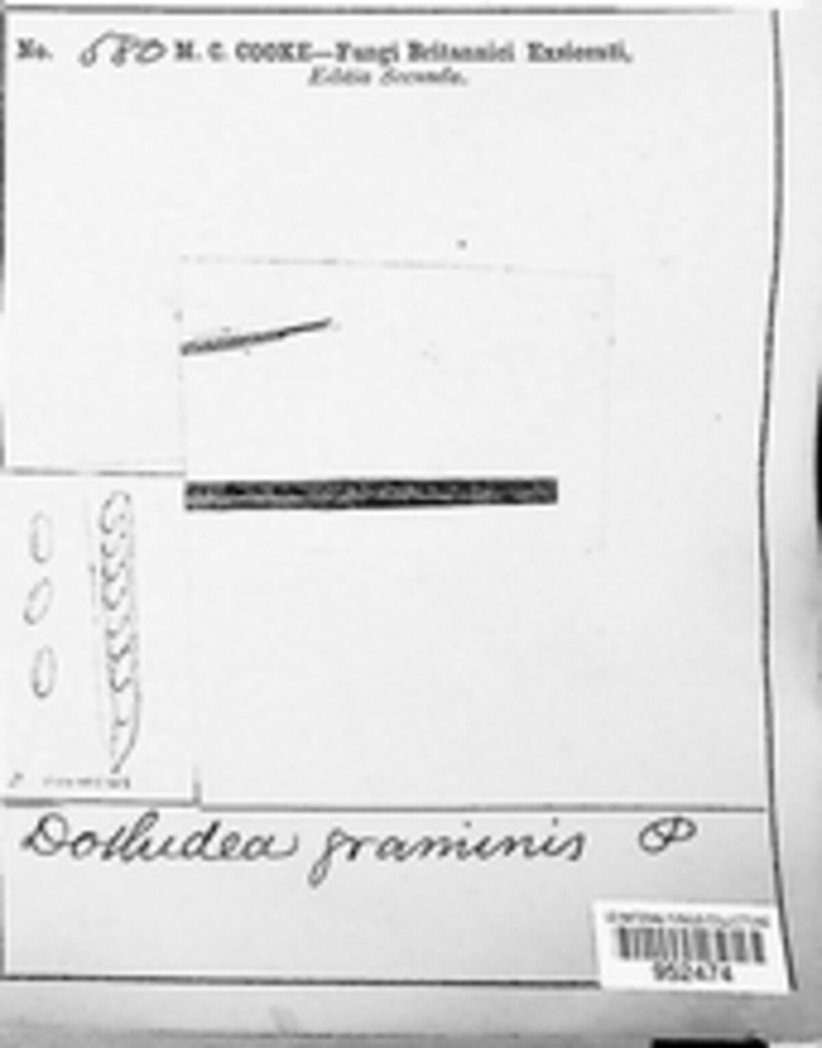 Dothidea graminis image